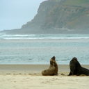 Seals at Surat Bay