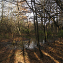 Hanmer Forest