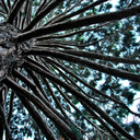 Queenstown Gardens up close