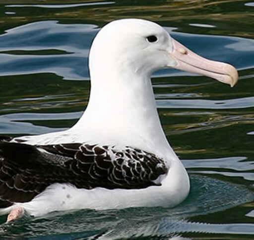 Northern Royal Albatross - An endangered species