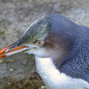 See the Yellow Eyed Penguin.