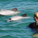 Up close with Hector's dolphins