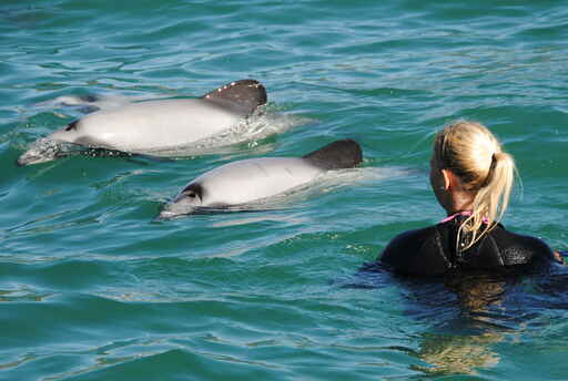 Up close with Hector's dolphins