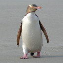 Yellow Eyed Penguin.
