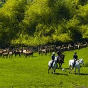 Inquisitive Deer giving a group of riders a hard look