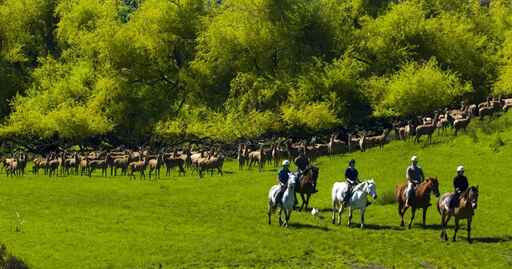 Inquisitive Deer giving a group of riders a hard look