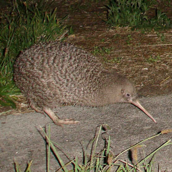 Little spotted kiwi