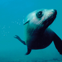 We let the seals come to us. They're really curious!