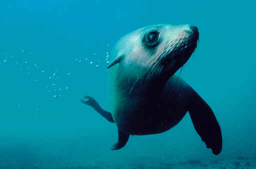 We let the seals come to us. They're really curious!