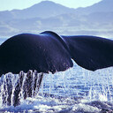 Stunning tail shot