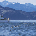 The Dolphin Encounter boat