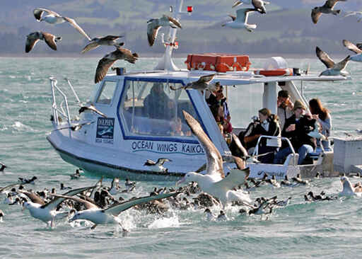 Feeding frenzy