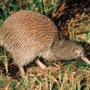 Okarito Kiwi ( Rowi )