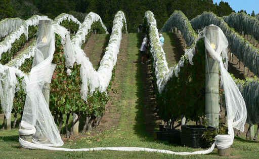 Harvest underway in late Summer...