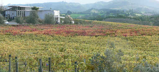 Some Autumn colour...