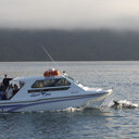 Dolphins in Queen Charlotte Sound