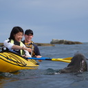 Seal Kayaking