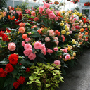 Flowers galore - Christchurch Botanic Gardens