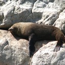 Sunbathing seal at Ohau Point