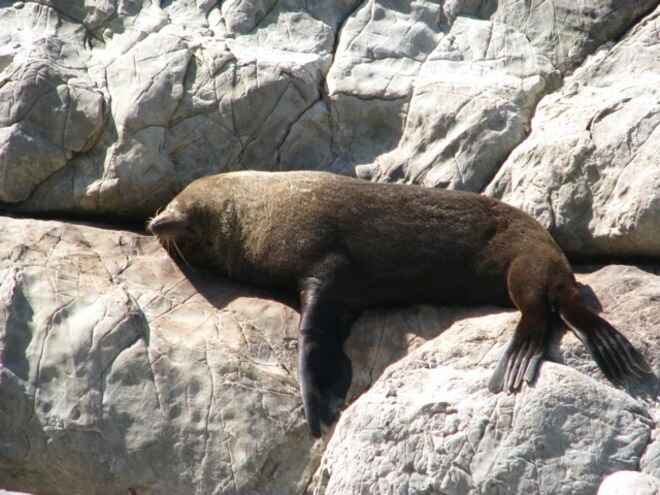 seal But if my image wasnt close enough to capture the cuteness. Heres one from Rankers.co.nz