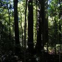 The Four Sisters - Trounson Kauri Park