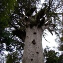 One tree to rule them all.....