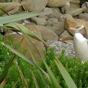 Penguin - Curio Bay