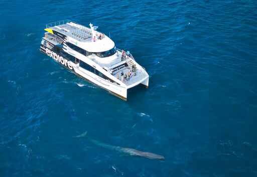 Tikapa Moana Whales, Dolphins and Islands Experience - Explore Group Auckland