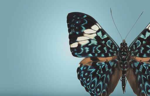 Auckland Museum