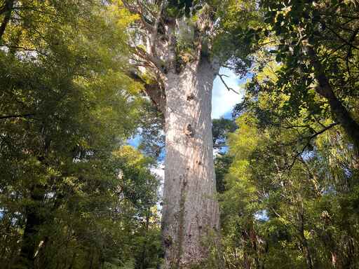 Tane Mahuta Walk - Waipoua Forest