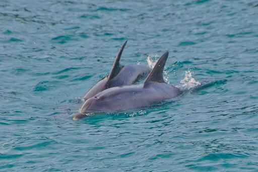 Dolphin Eco Cruise - Explore Group Bay of Islands