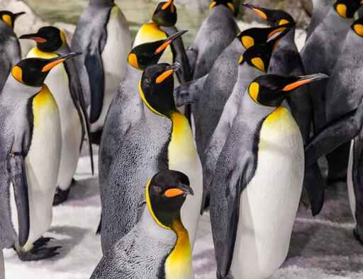 Kelly Tarlton's Antarctic Encounter and Underwater World