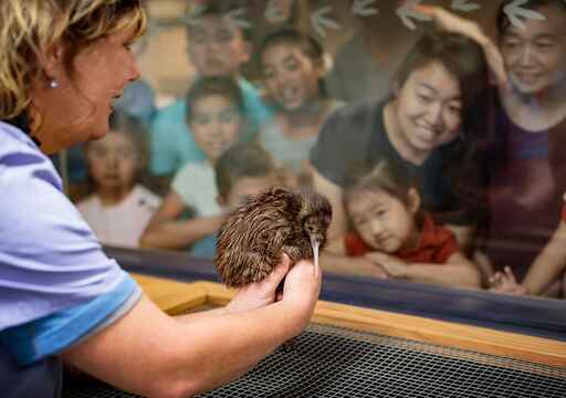 National Kiwi Hatchery