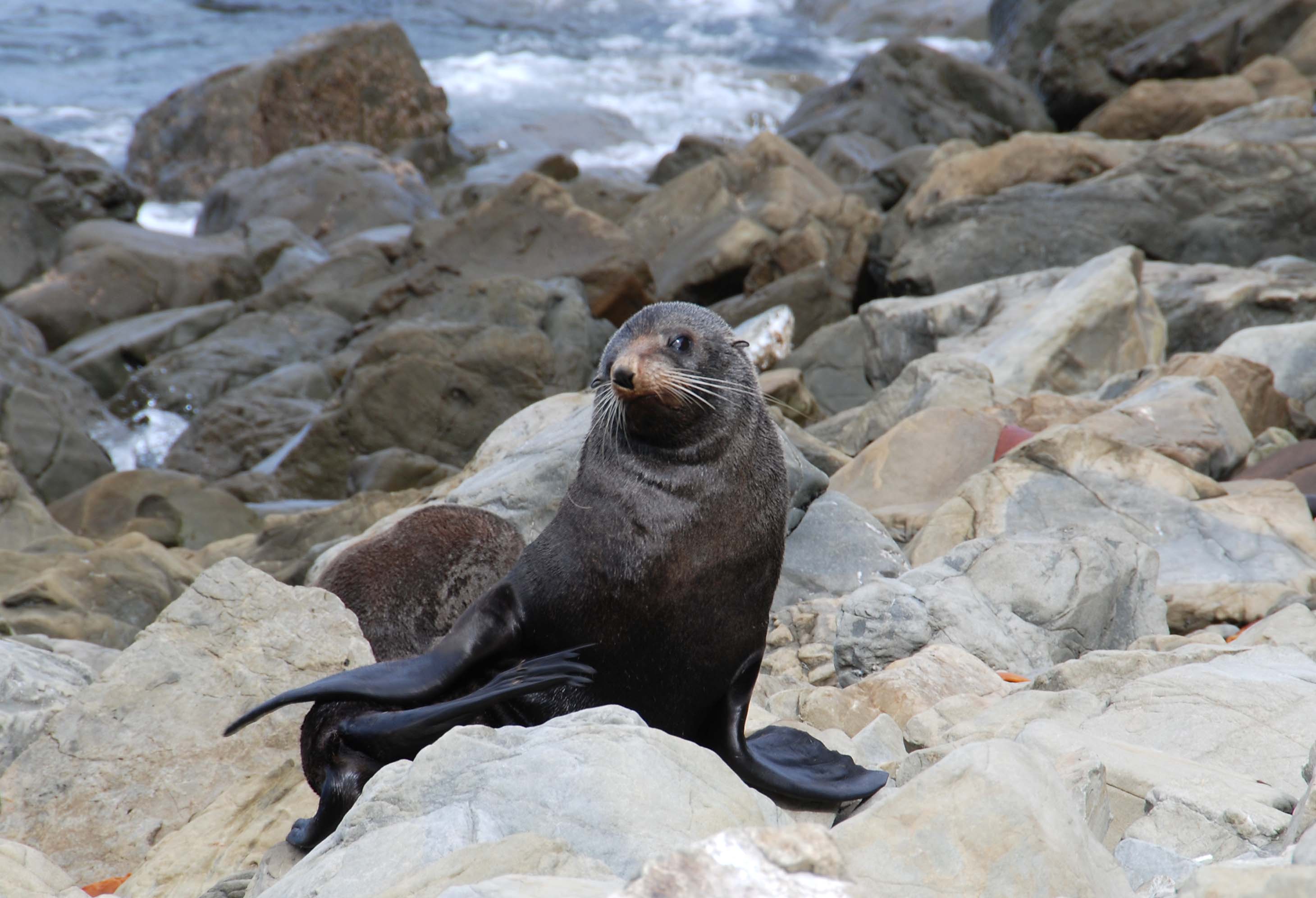 Ohau Point Seal Colony Off SH1 Nth of Kaikoura, Kaikoura Region, NZ