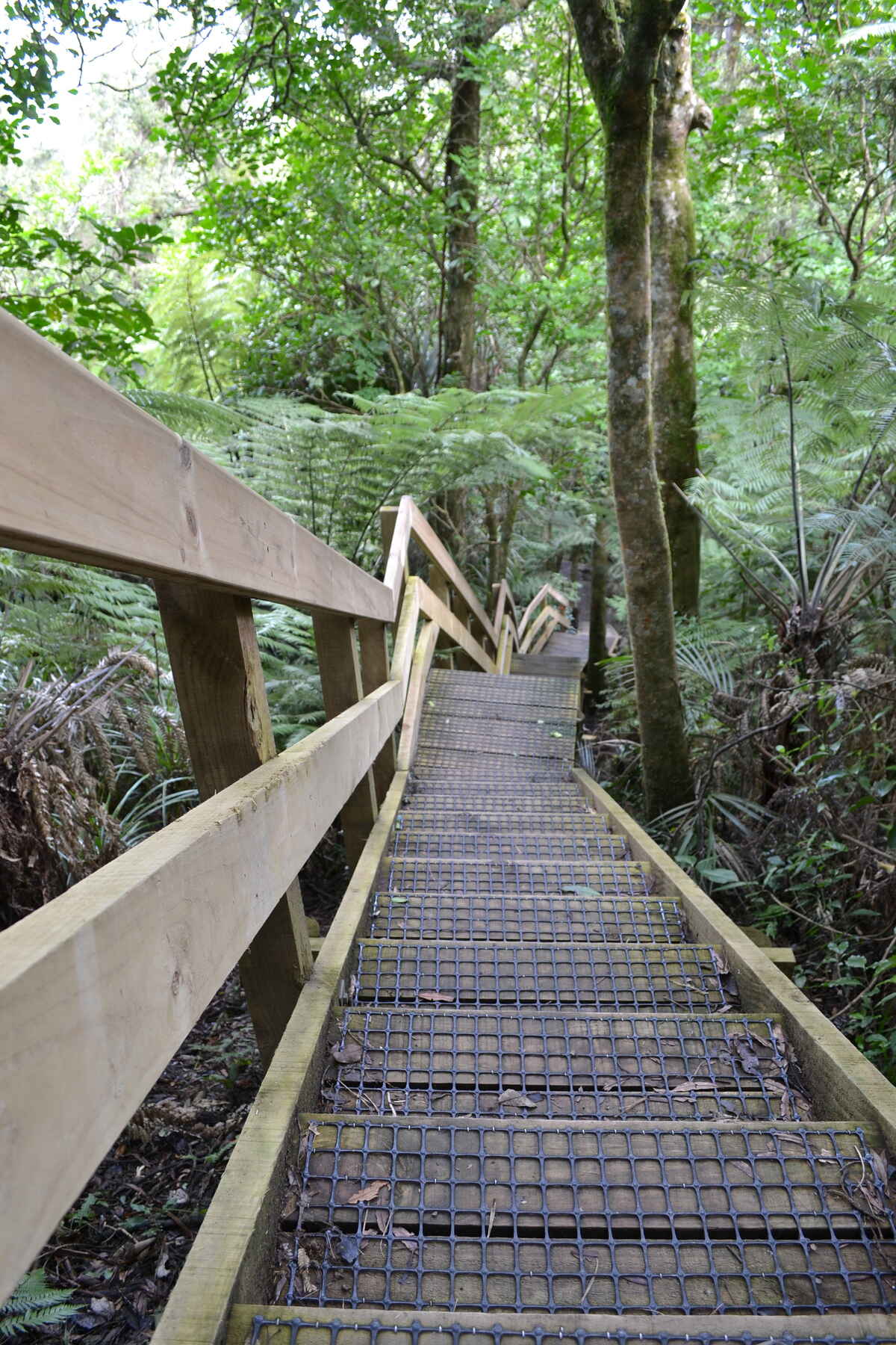 Brownlee Ave to Hakarimata Trig Starts from the Waterworks Track