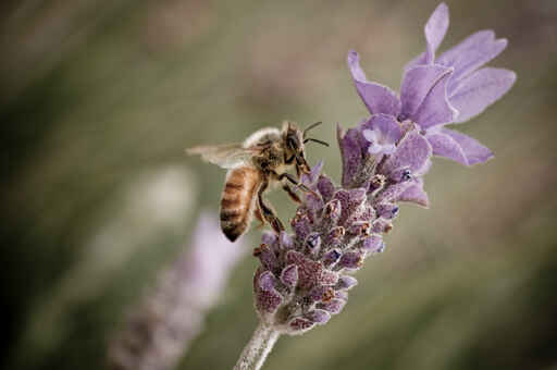 Biodynamic wine pioneers