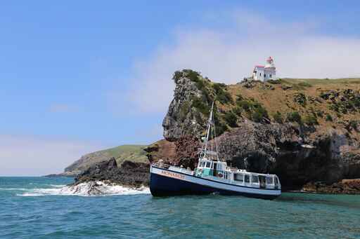 Monarch Wildlife Cruises & Tours