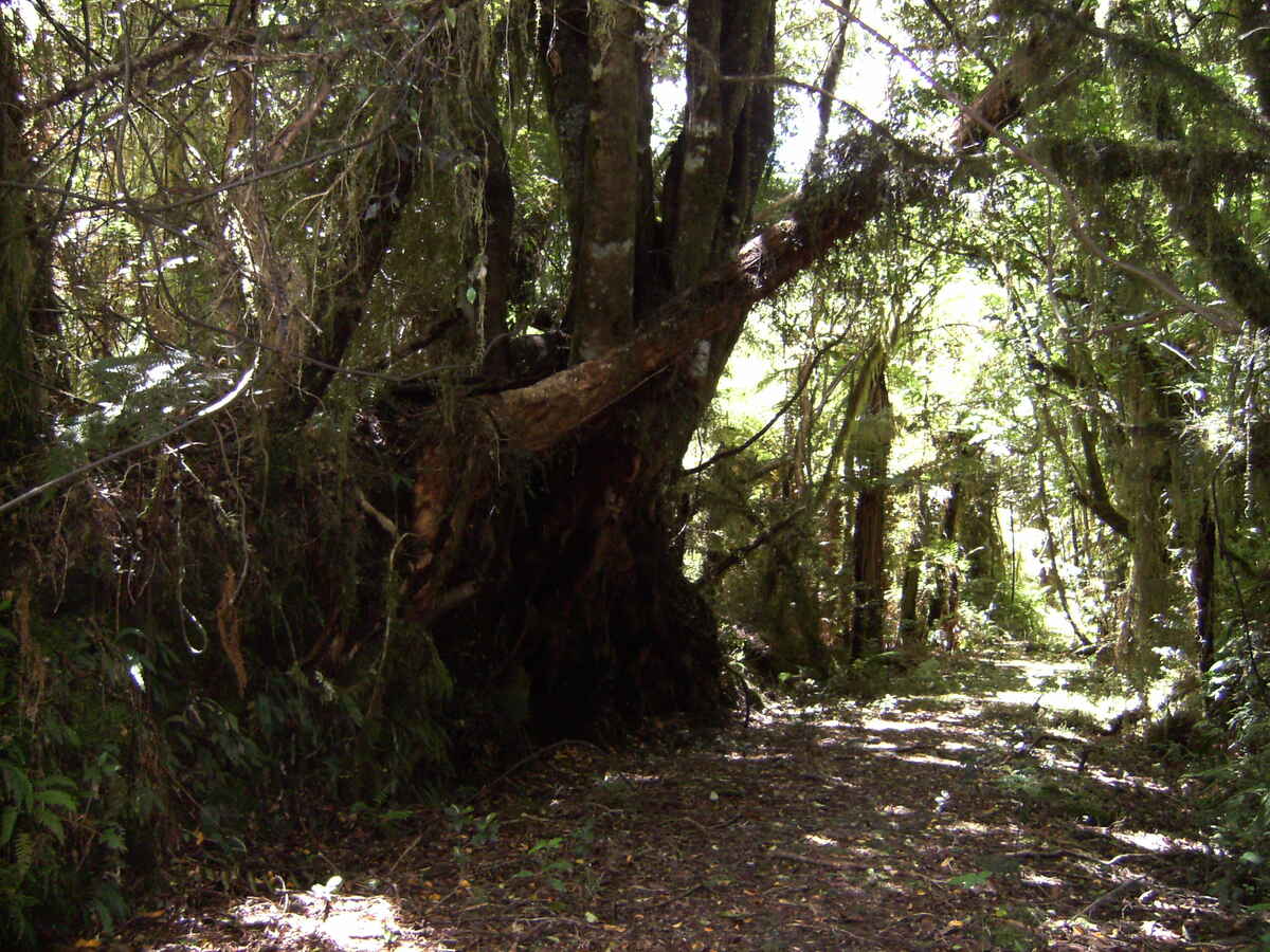 On-Site Walking Tracks to Quartz Mine & Glow Worm Waterfall