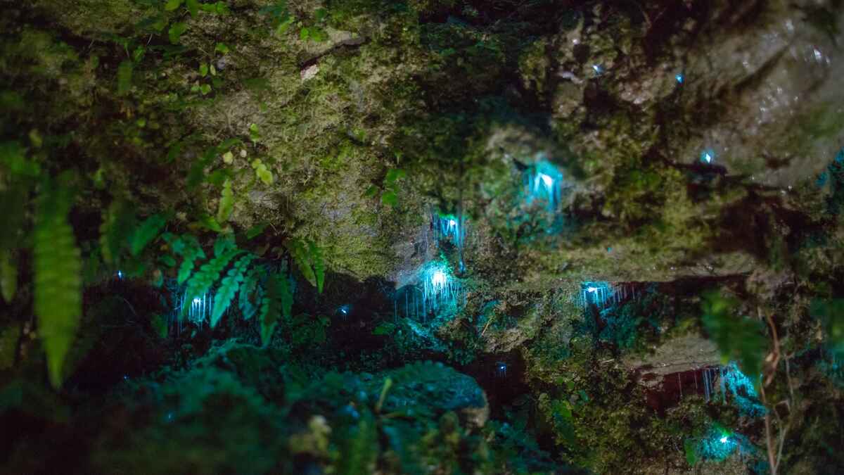 Glow Worm adventure - exclusive to park guests only