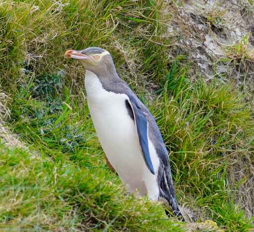 Clearwater Wildlife Tours