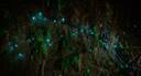 Glow worms