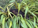 Sleeping seal in a flax bush