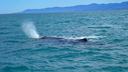 A forever memory. Meeting a whale
