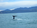 A whale's tail