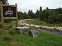 moving sheep in the Mangaotaki Valley Piopio
