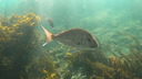 Inquisitive snapper