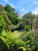 Coromandel Bush at Dickson.