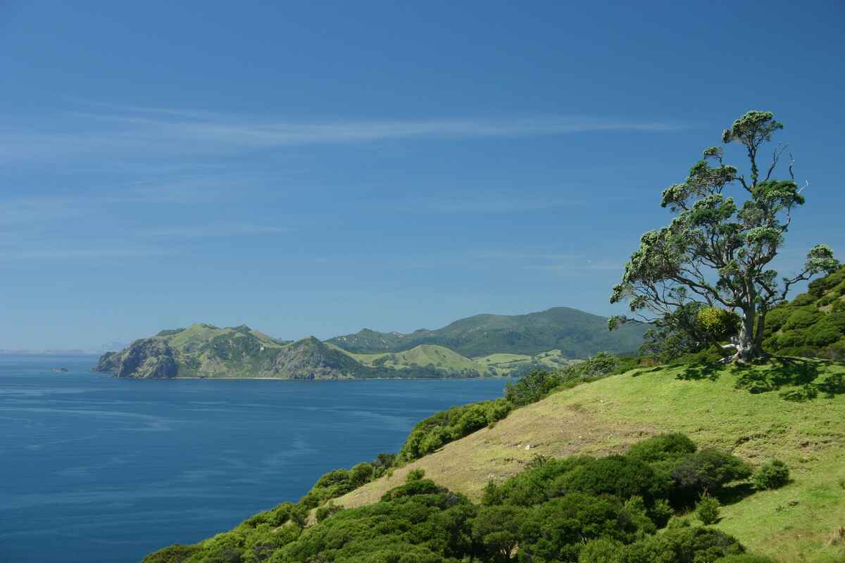 Coromandel Walkway Between Port Jackson and Port Charles, Coromandel